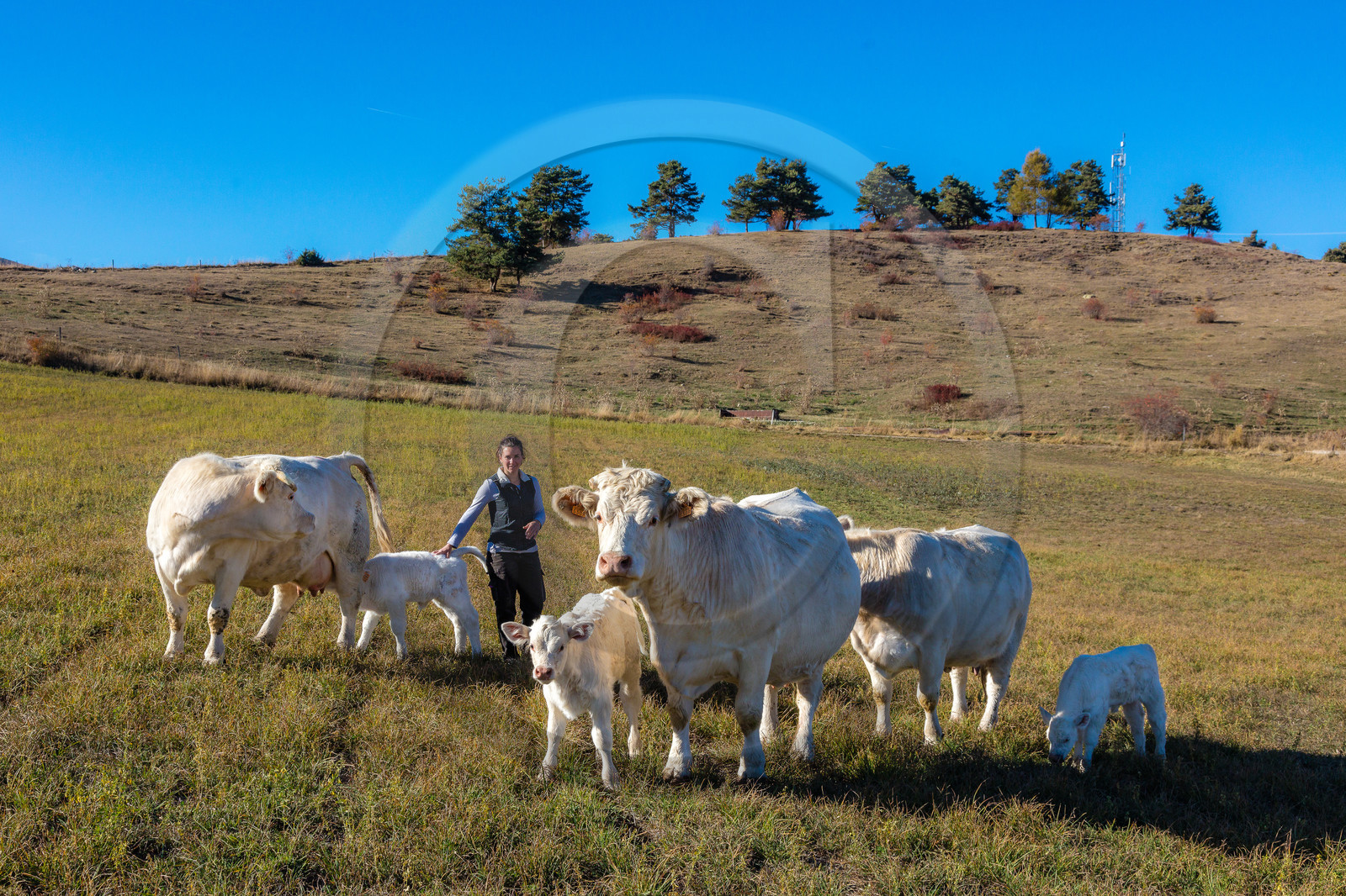 Ferme de Sauron, Laure Marcellin