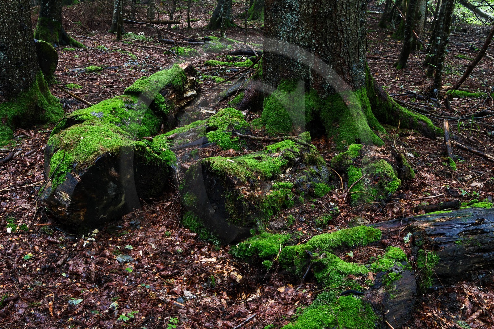 ENS de l'Isère, Les Ecouges