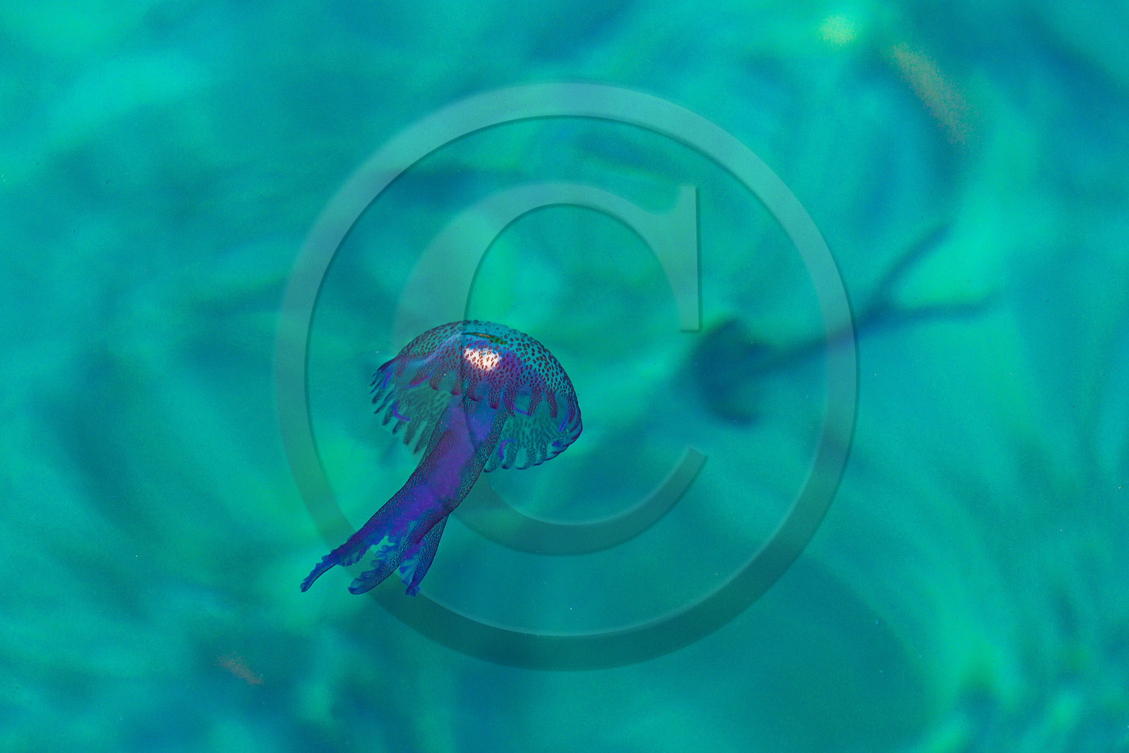 Parc national de Port-Cros, Bateau Aquascope : grâce à la coque transparentedu bateau, visite des fonds sous marins