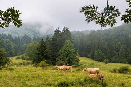 ENS de l'Isère, Les Ecouges, race bovine du Vercors la vilarde
