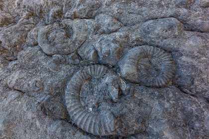 Dalle à ammonites