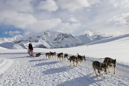 Chiens d'attelage