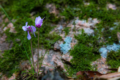 Calanche de Piana, cyclamen