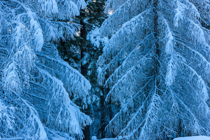 Mélèze d'Europe, Larix decidua