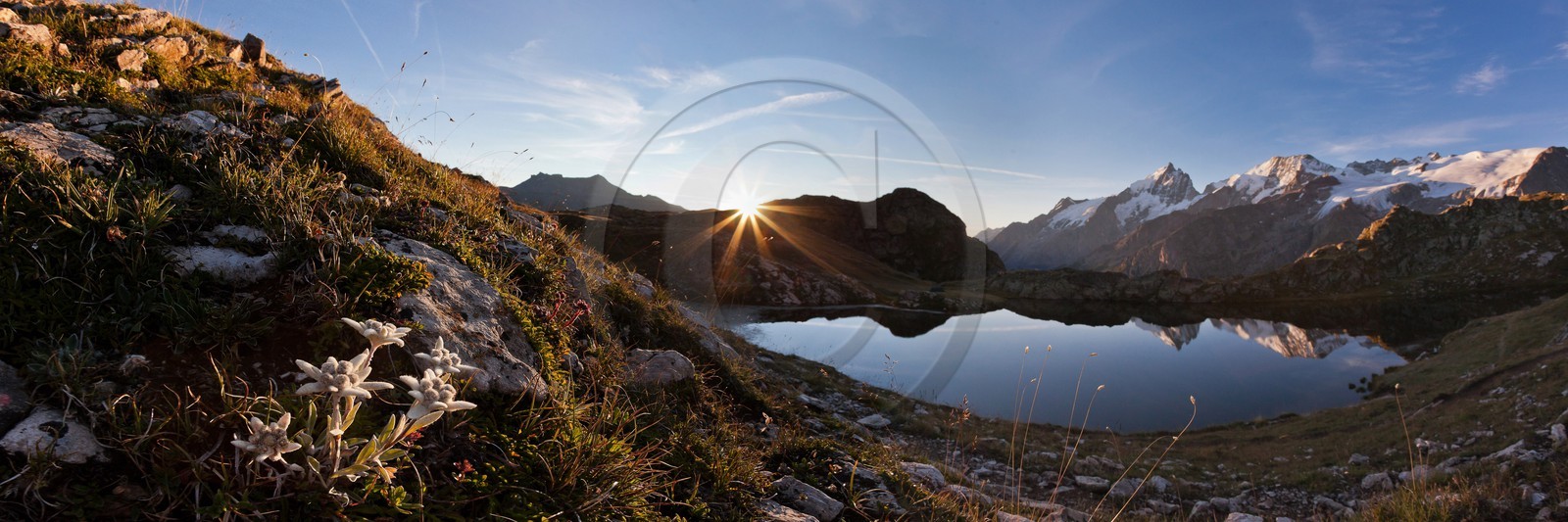 Edelweiss, Leontopodium alpinum, Lac Lérié