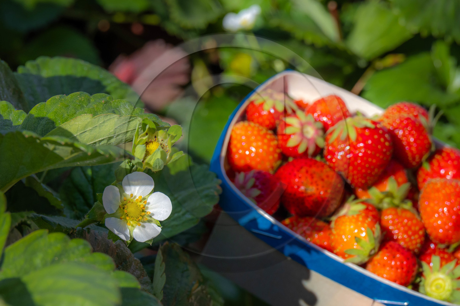 Ecrins de fruits, producteur de fruits rouges