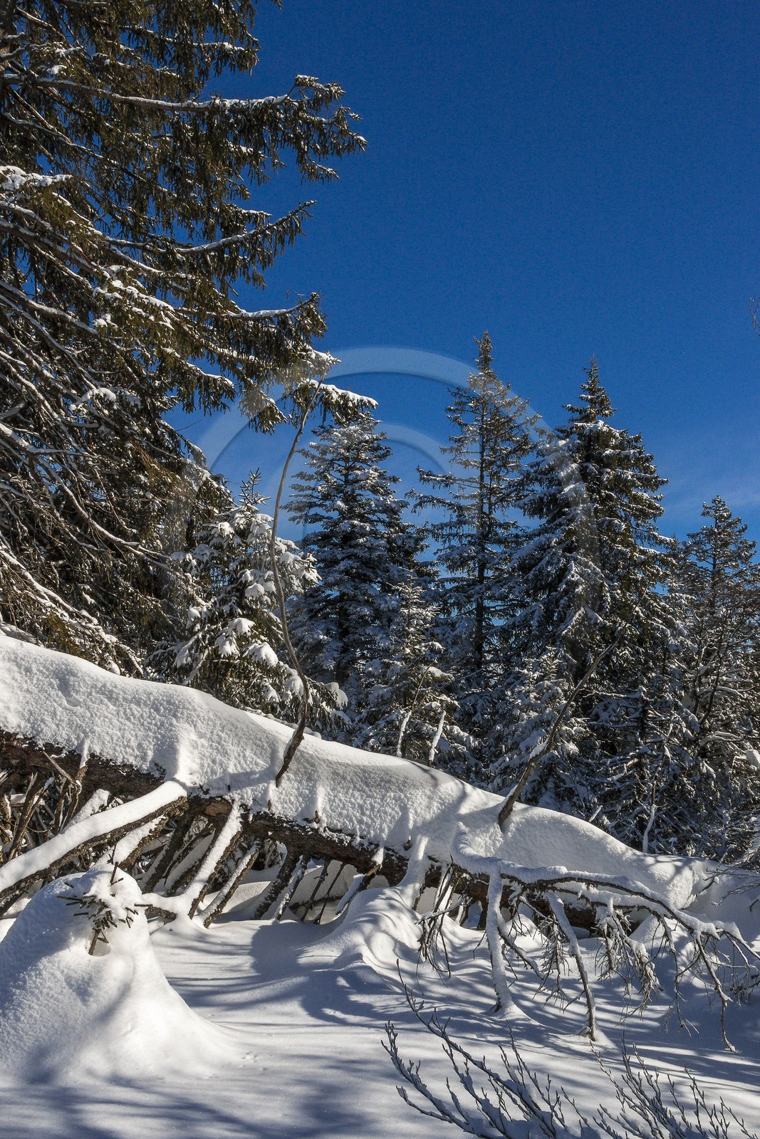 ENS de l'Isère, Plateau de la Molière et du Sornin