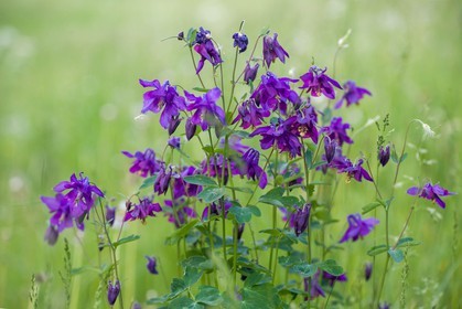 Ancolie commune, Aquilegia vulgaris