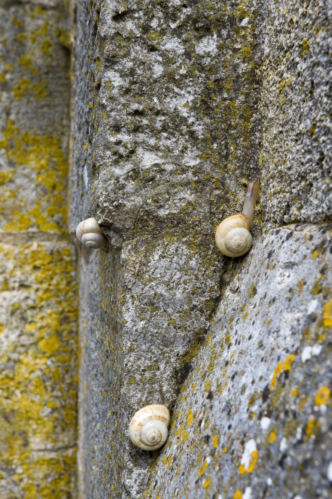 Saint-Martin-de-Ré, Fortifications Vauban inscrites au patrimoi
