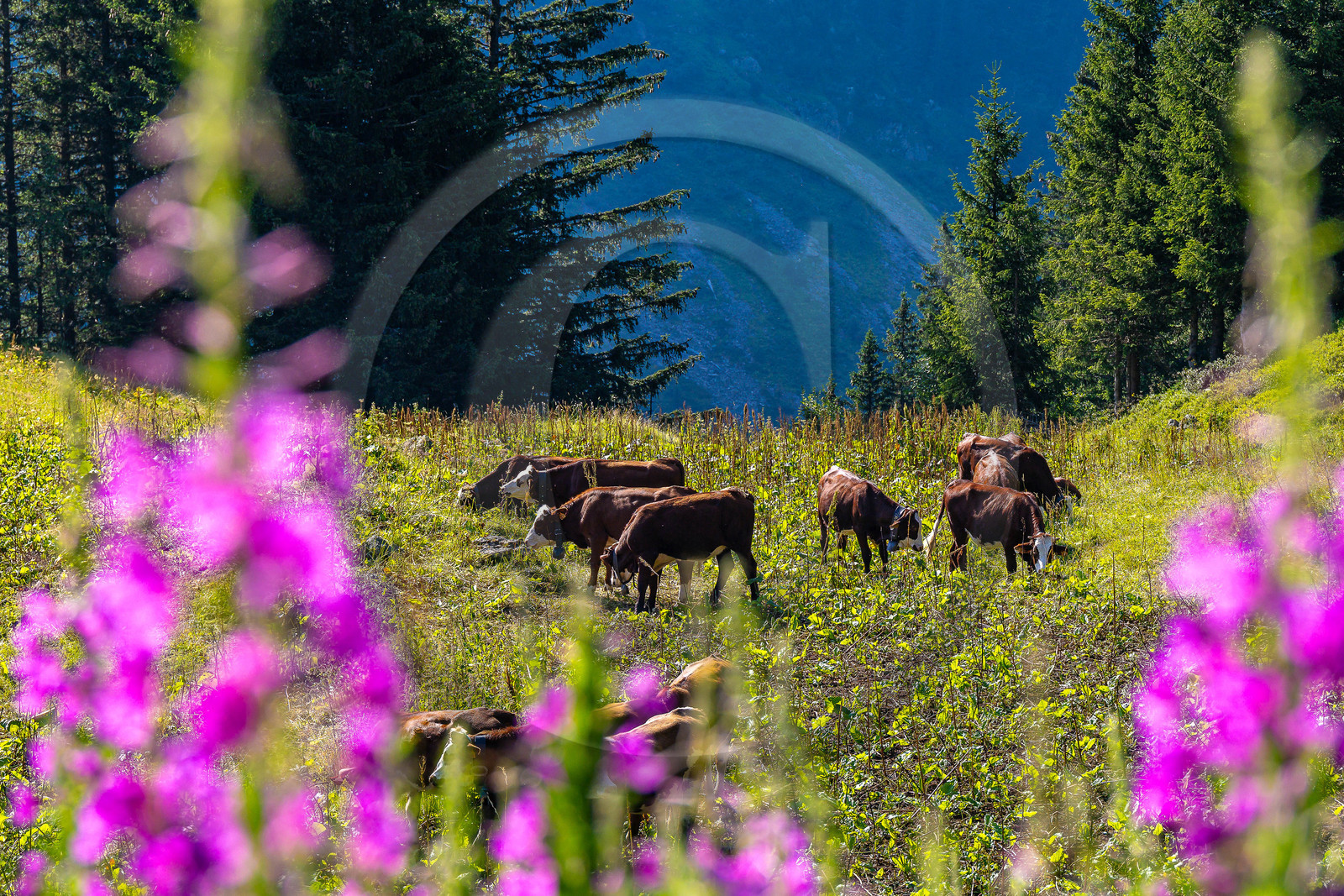 Réserve Naturelle des Contamines-Montjoie