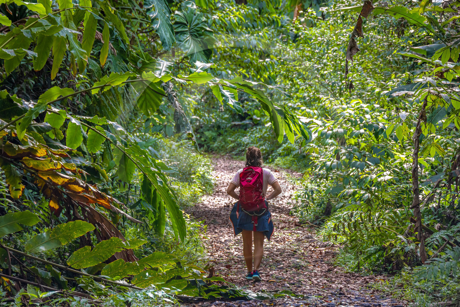Forêt tropicale, Parc national de la Guadeloupe