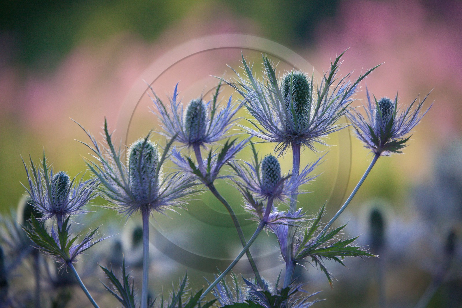 Chardon Bleu, Panicaut des Alpes, Eryngium alpinum
