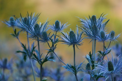 Chardon Bleu, Panicaut des Alpes, Eryngium alpinum