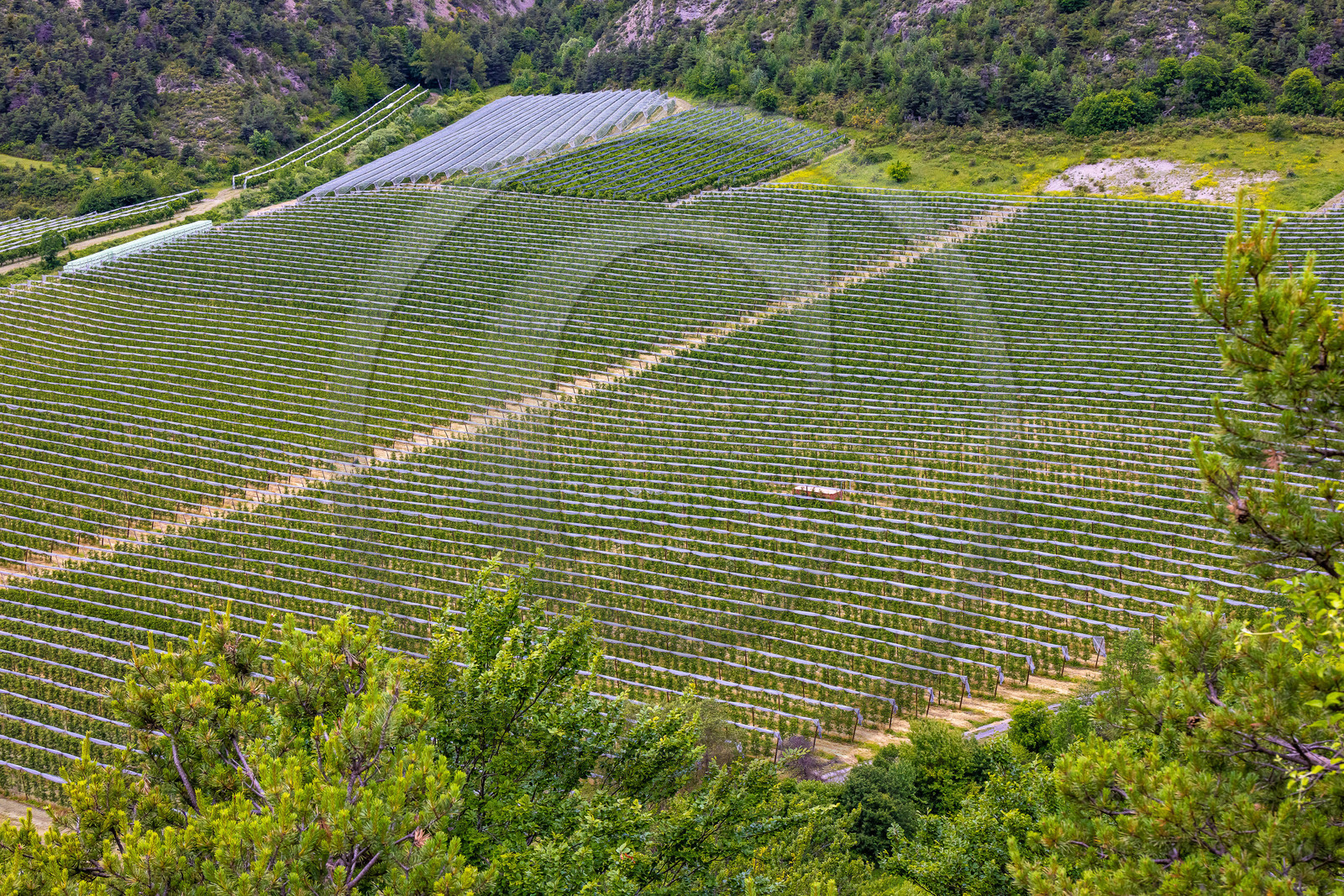 Faucon-du-Caire, arboriculture