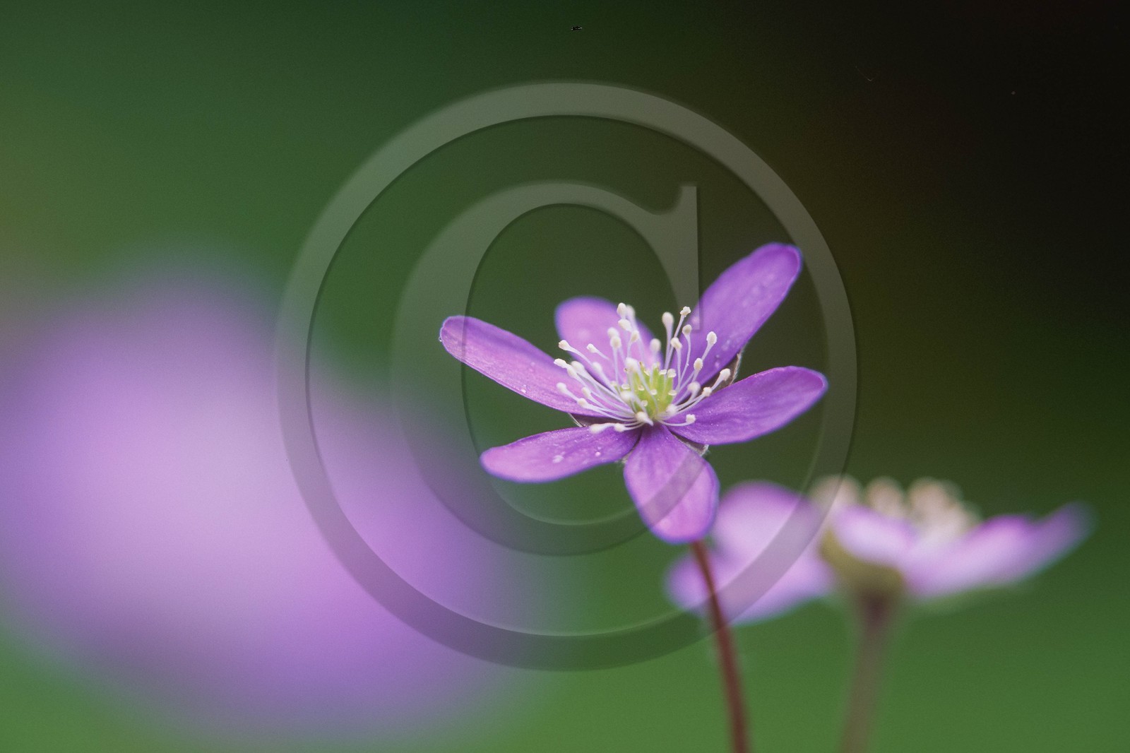 Hépatique noble, Hepatica nobilis