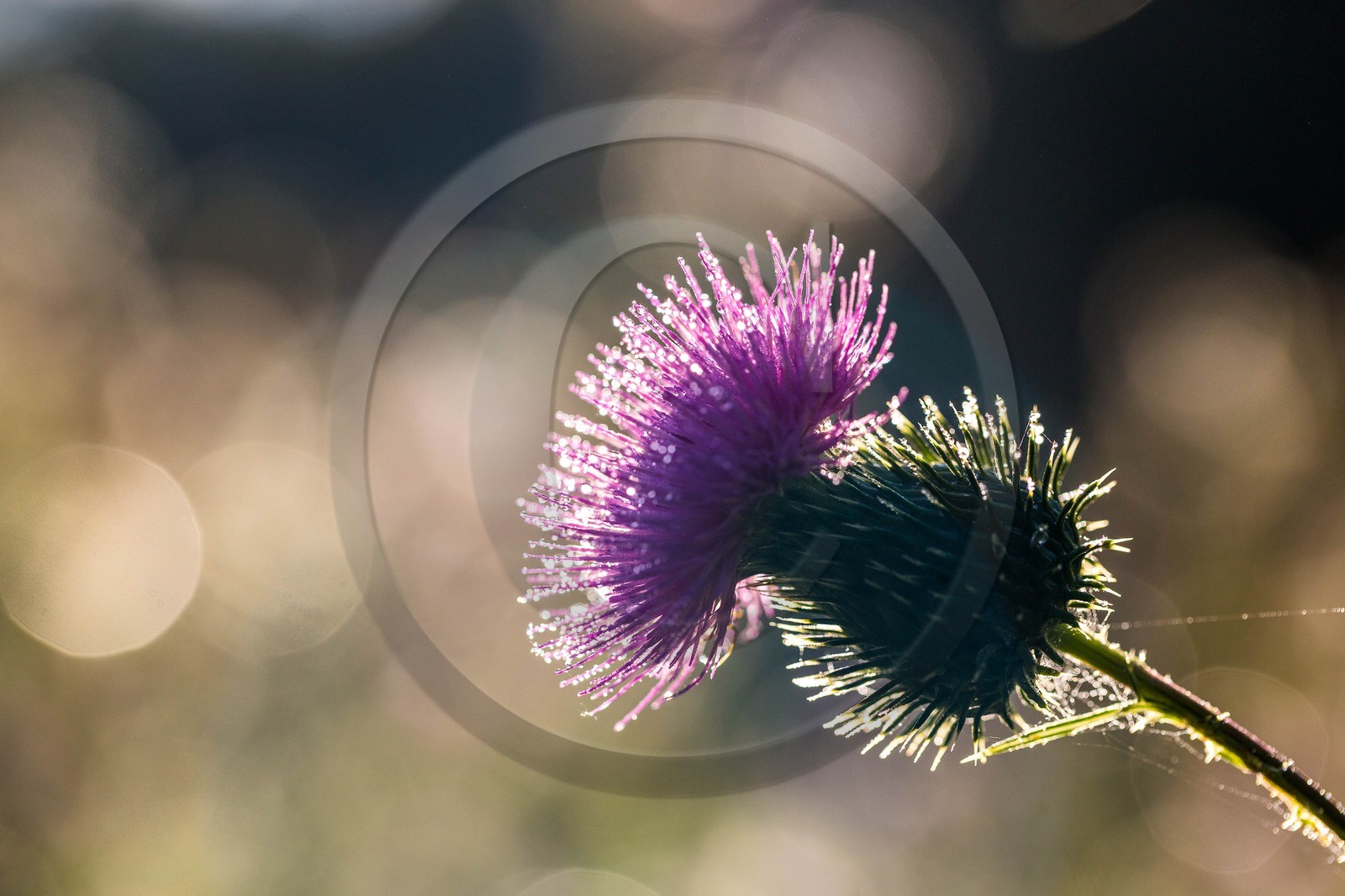ENS de l'Isère, étang de Mai