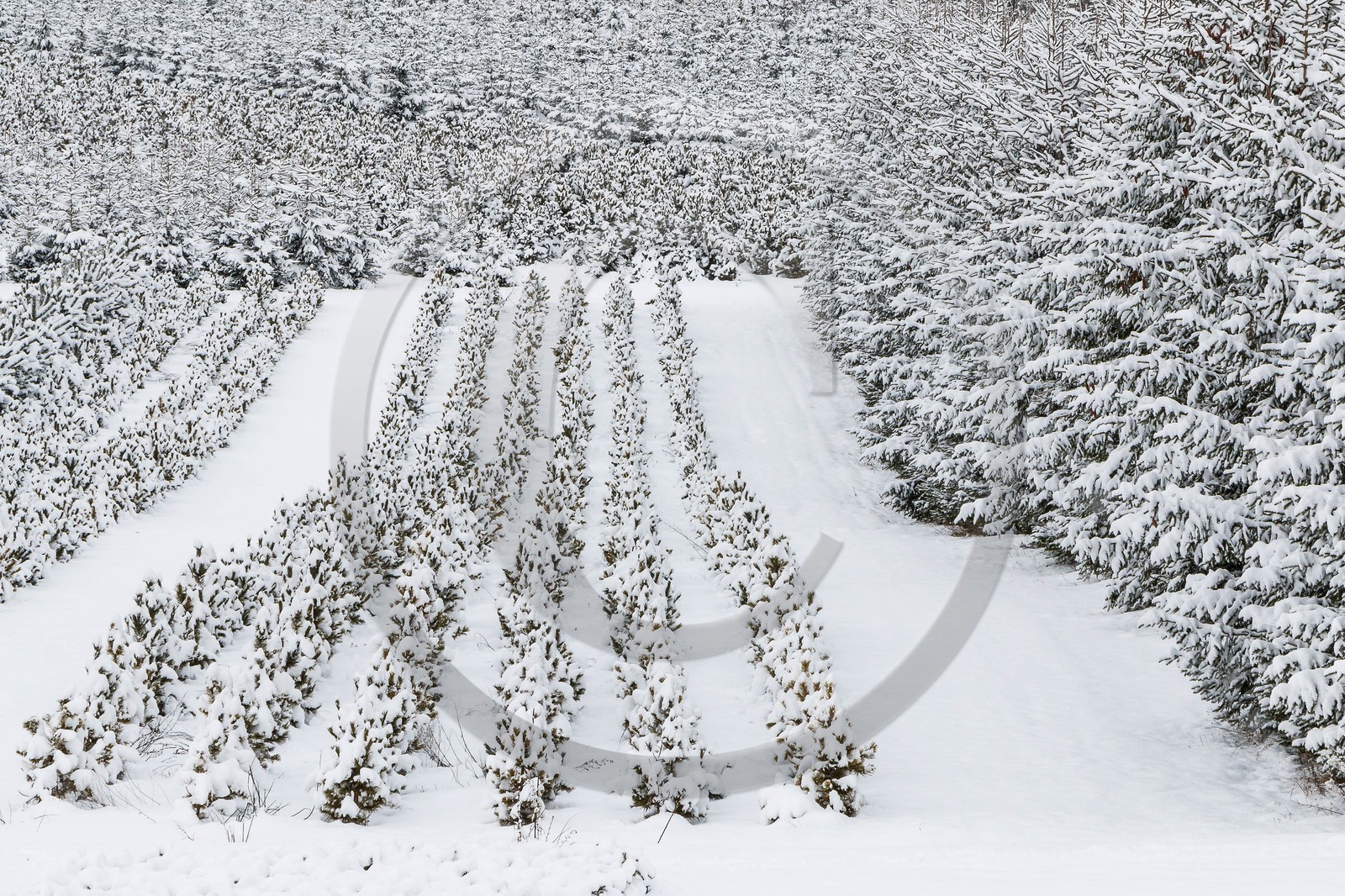 Pépinière Robin, producteur de sapin de Noël