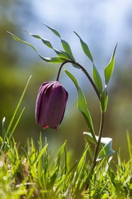 Fritillaire du Dauphiné , Fritillaria tubiformis