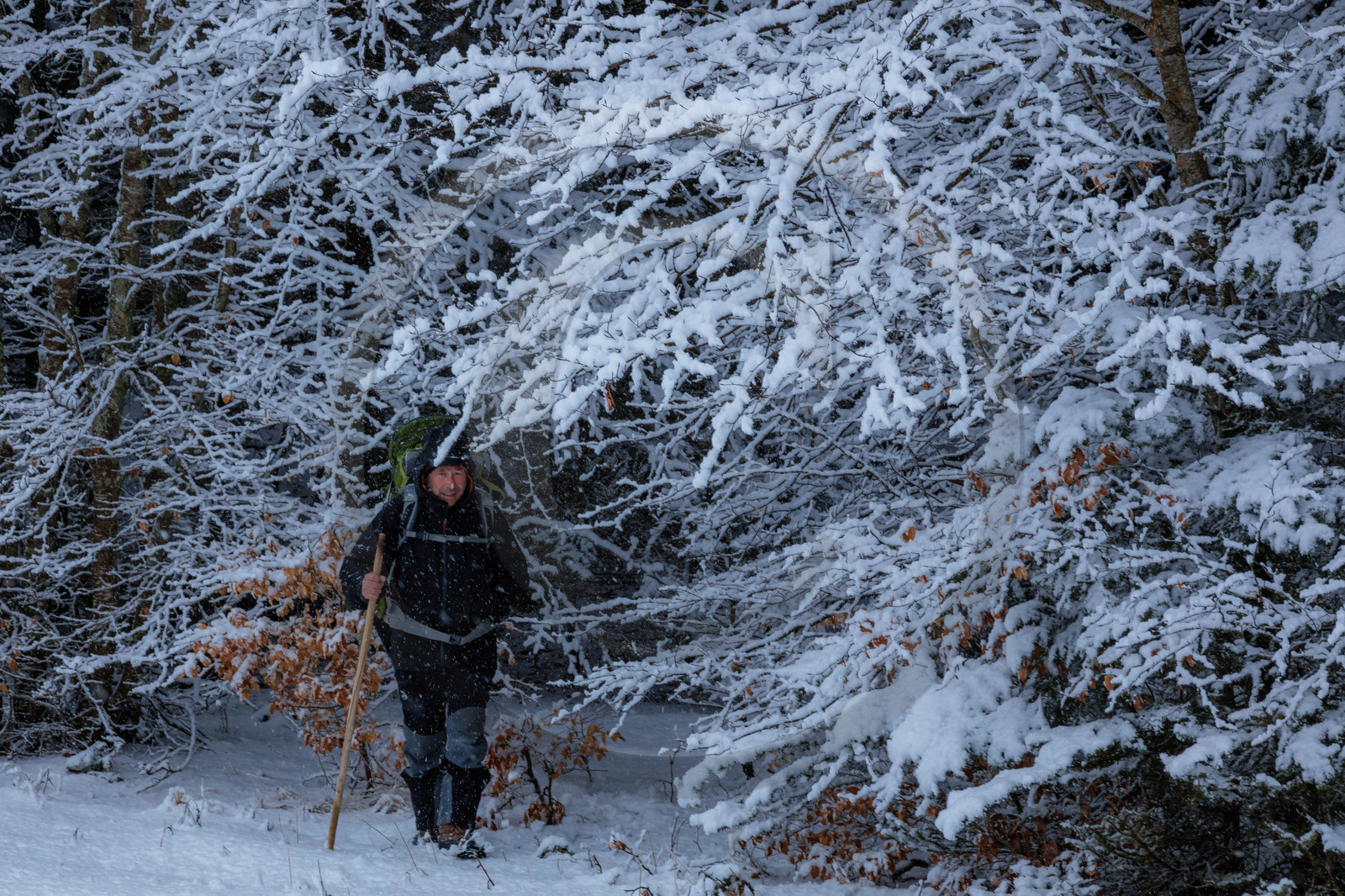 Film : La vallée des loups