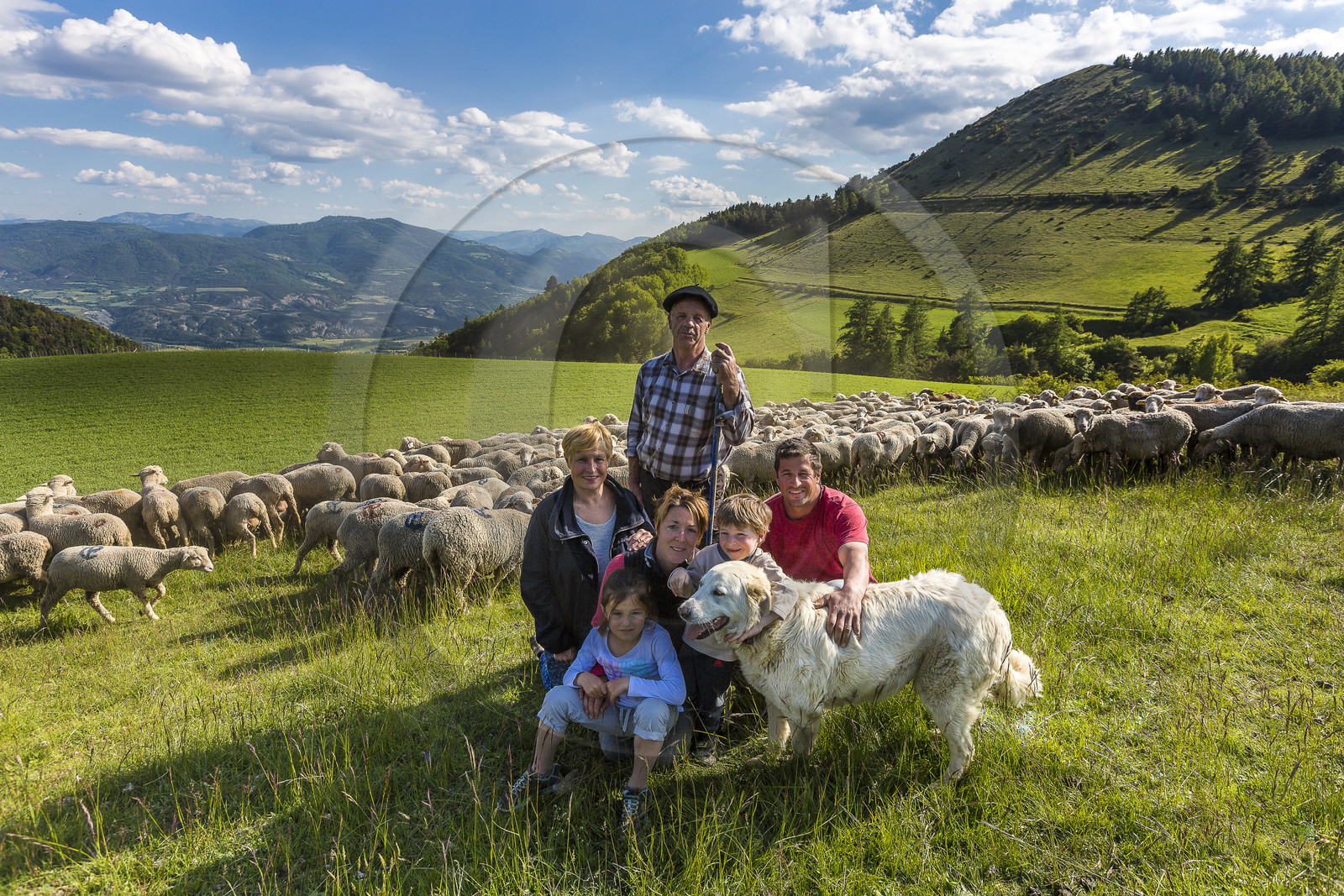 Ferme des Sonnailles, élevage et vente direct d'agneau