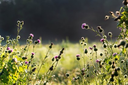 ENS de l'Isère, étang de Mai