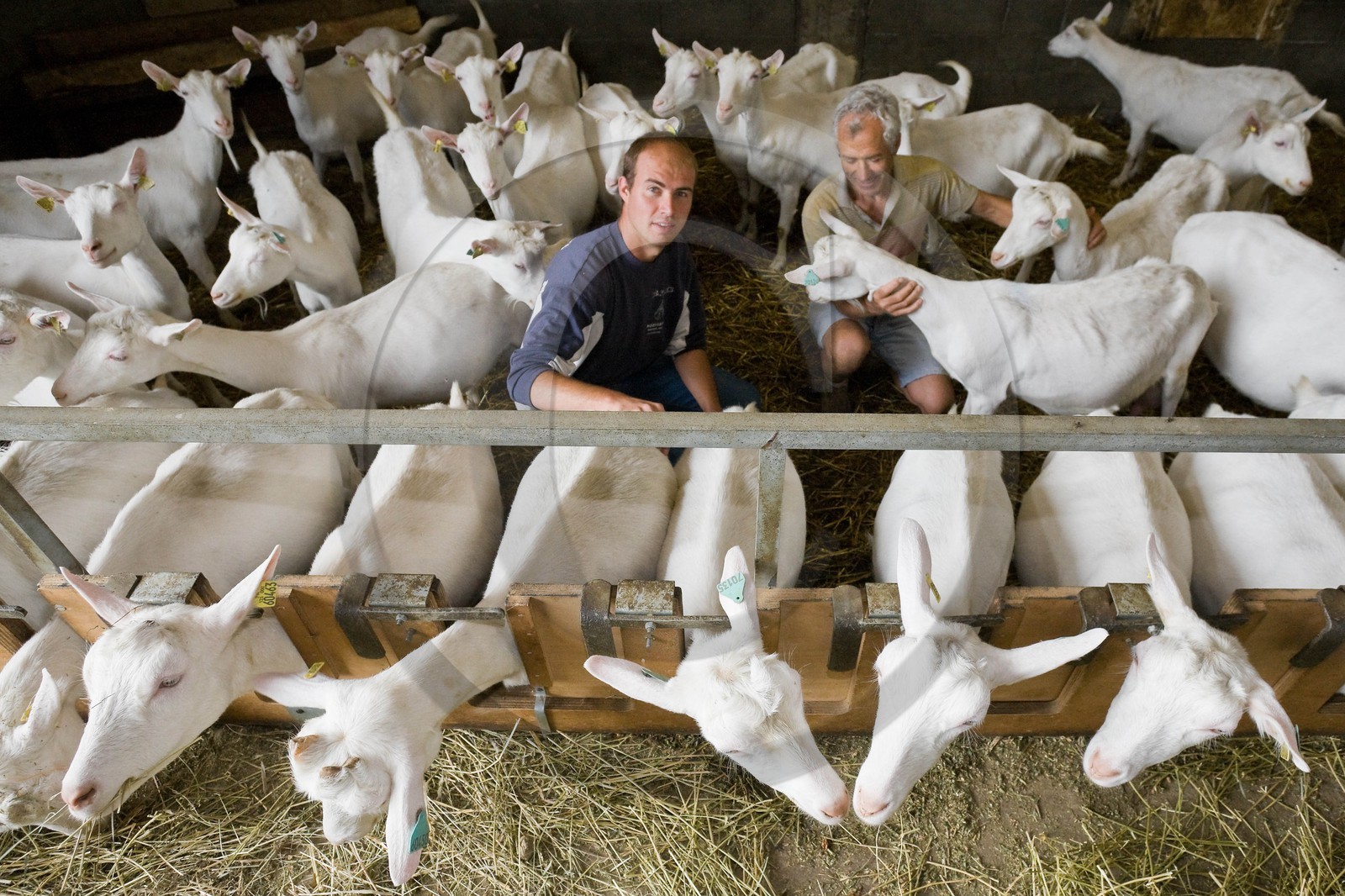 Jean-François Escallier avec son père, éléveurs chèvres