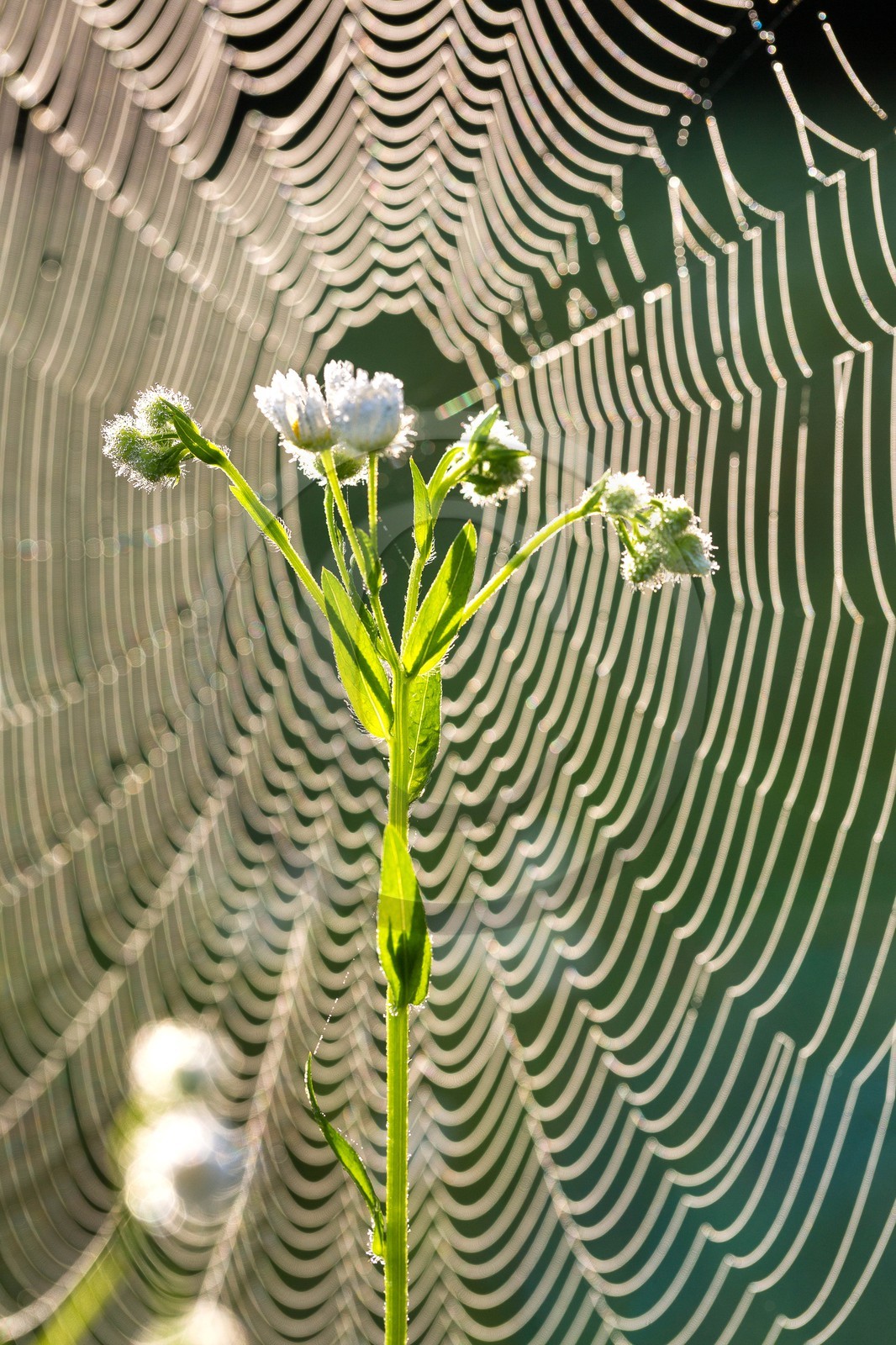 ENS de l'Isère, étang de Mai