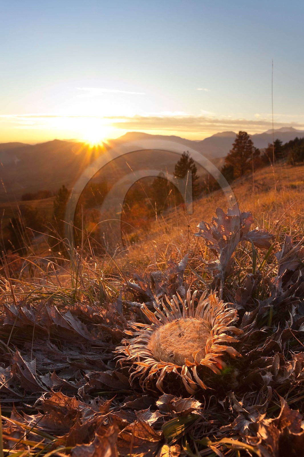 Carline à feuilles d'acanthe, Carlina acanthifolia