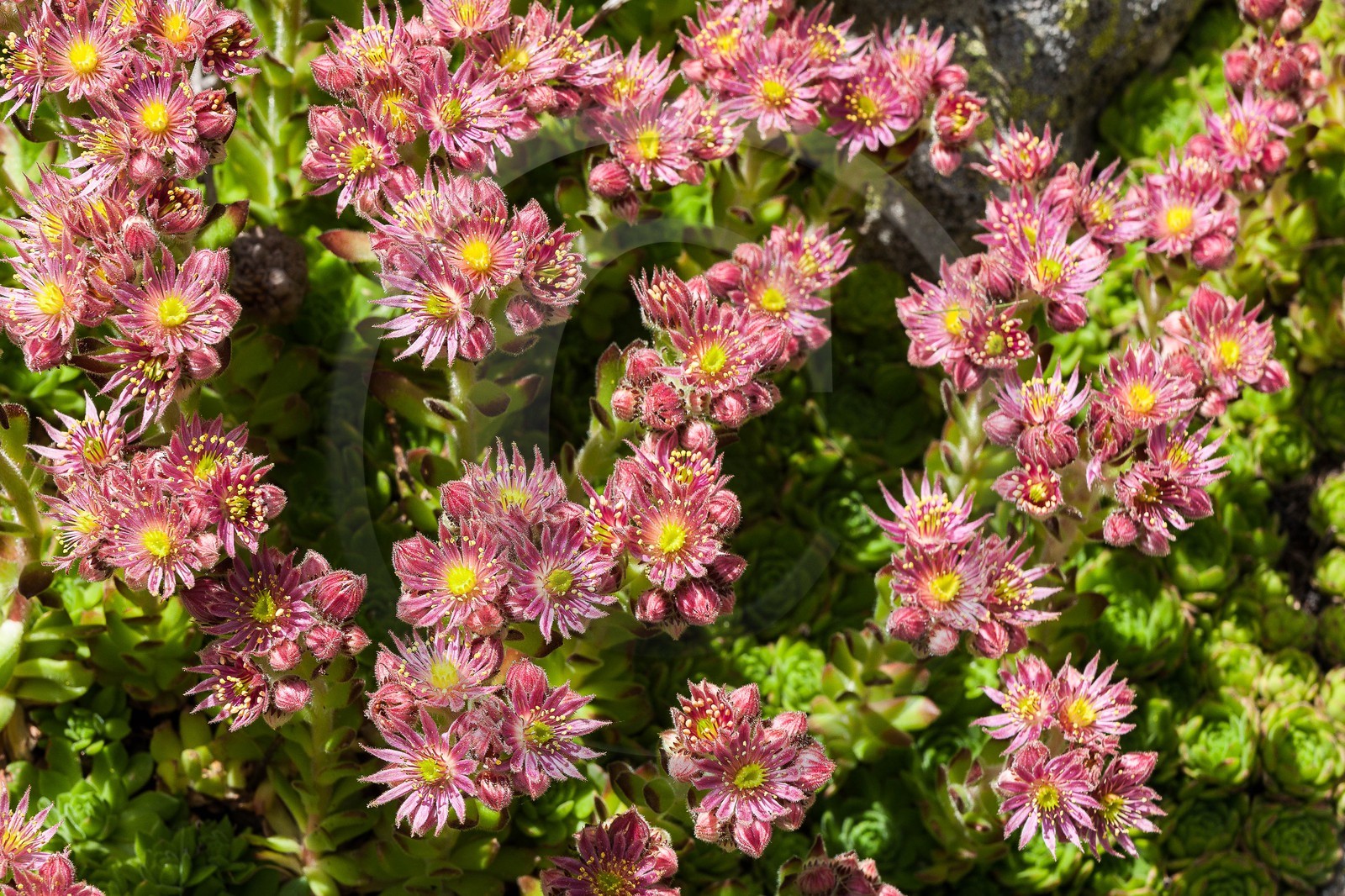 Joubarbe de montagne, Sempervivum montanum