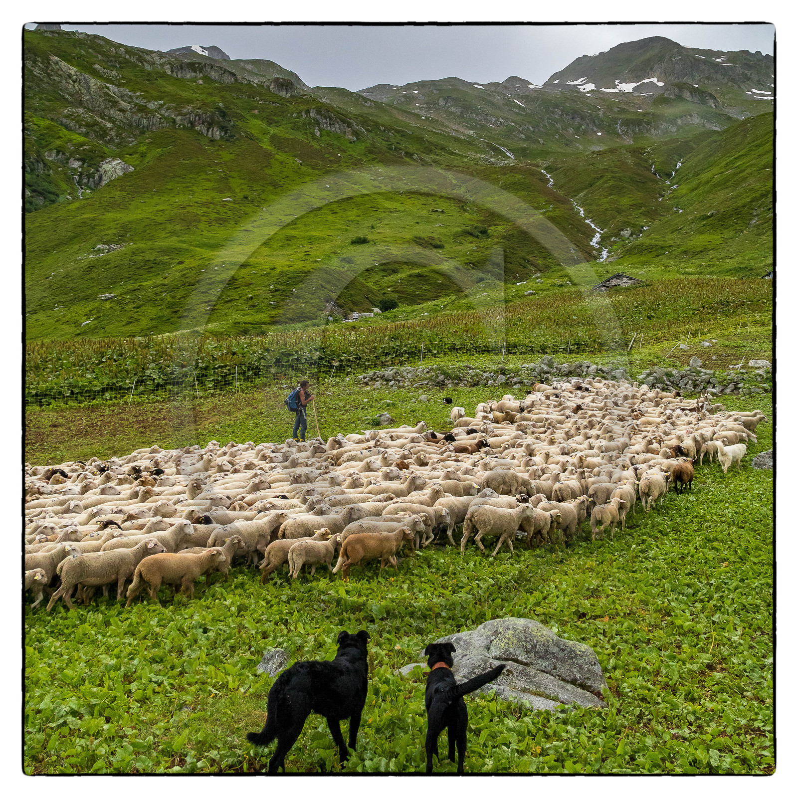 Alpage de la combe des Plans