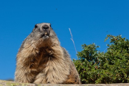Marmotte des Alpes (Marmota marmota)