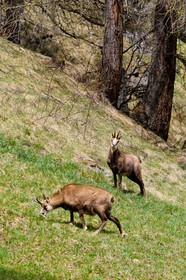 Chamois, Rupicapra rupicapra