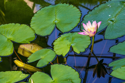 Serre au nénuphars géants,  Victoria Amazonica
