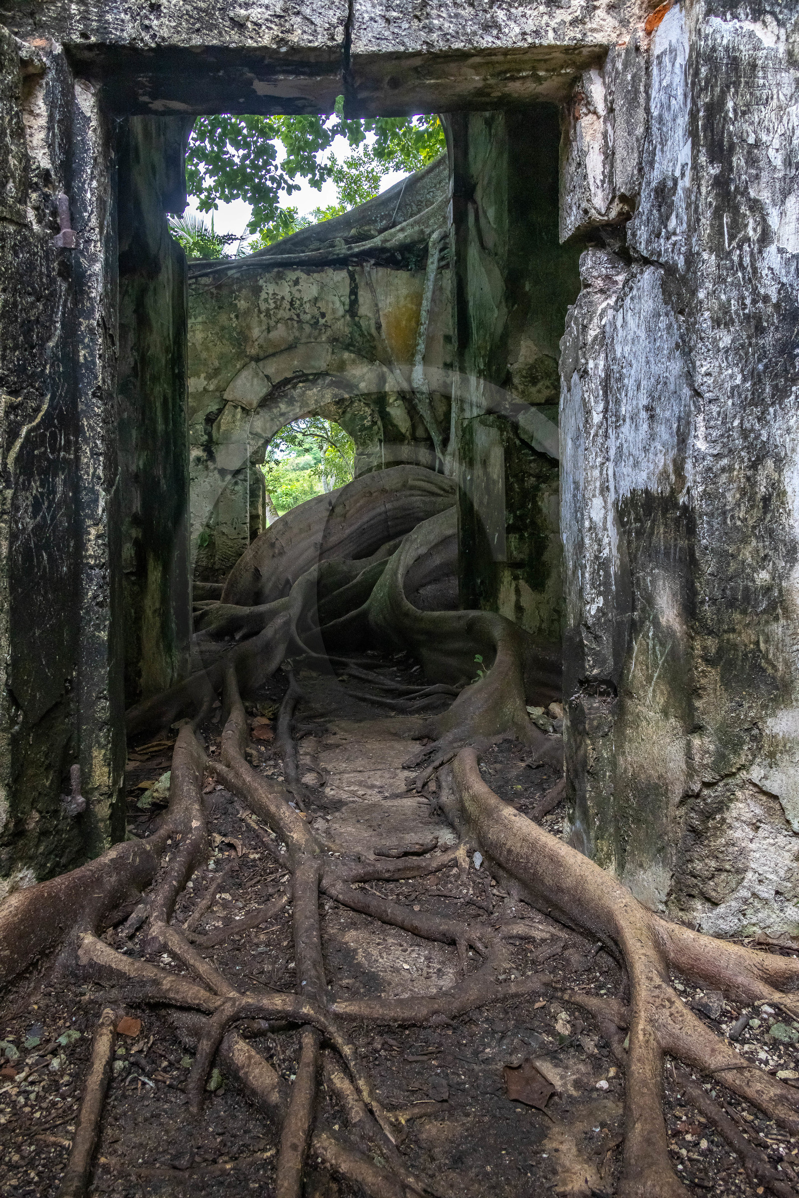 Guadeloupe, ancienne prison et le Figuier Maudit