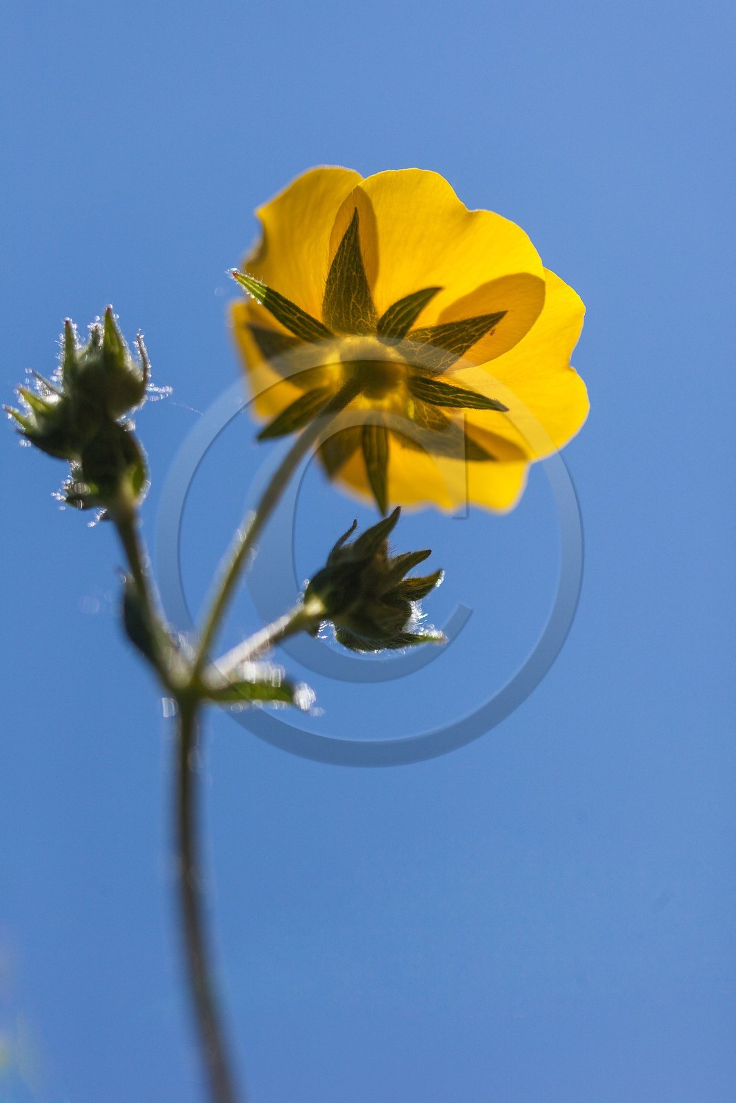 Potentille du Dauphiné, Potentilla delphinensis