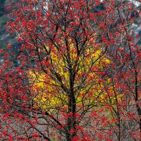 Col d'Ornon, sorbier des oiseleurs (Sorbus aucuparia L.)