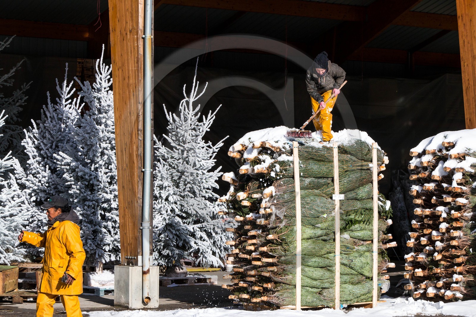 Pépinière Robin, producteur de sapin de Noël