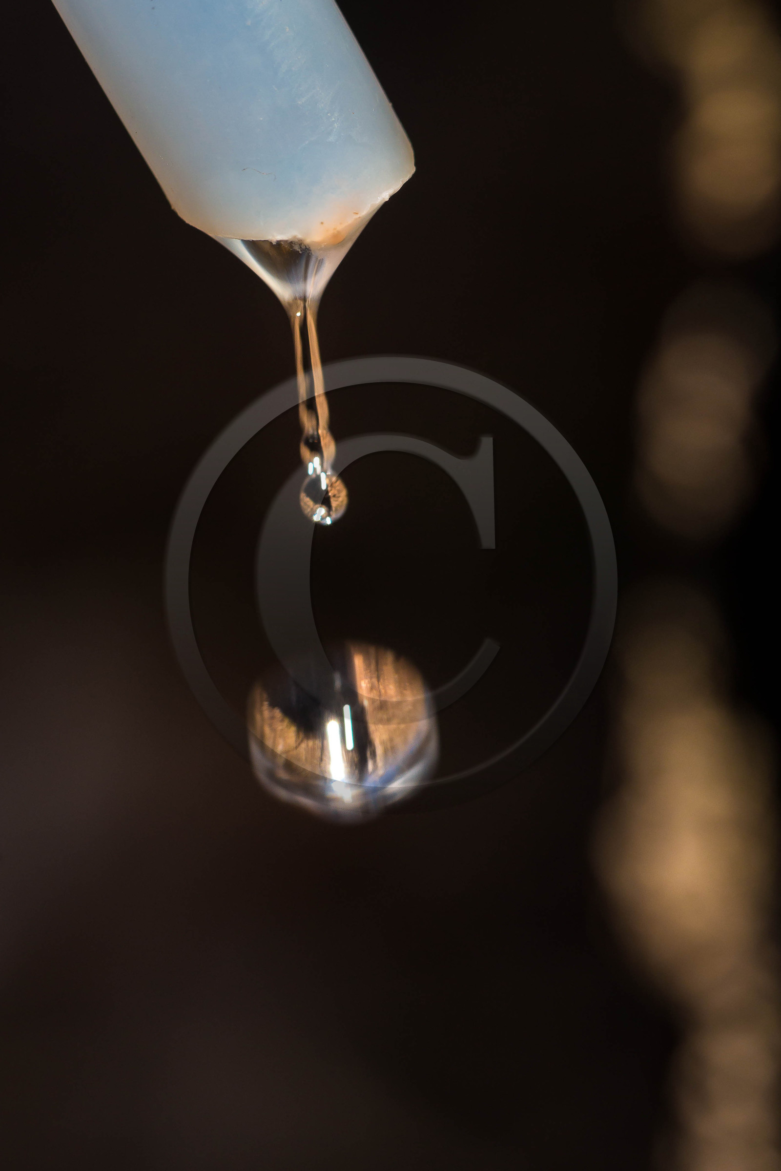 Récolte de sève de bouleau