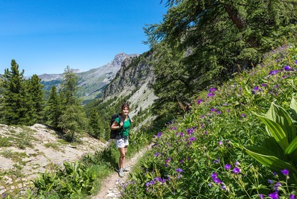 Ubaye, Vallon du Laverq, géranium des bois, Geranium sylvaticum