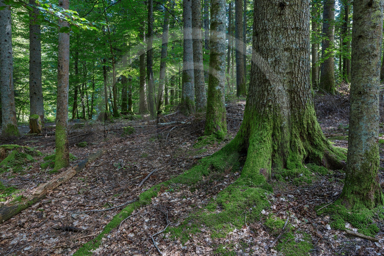 ENS de l'Isère,Tourbières du Peuil