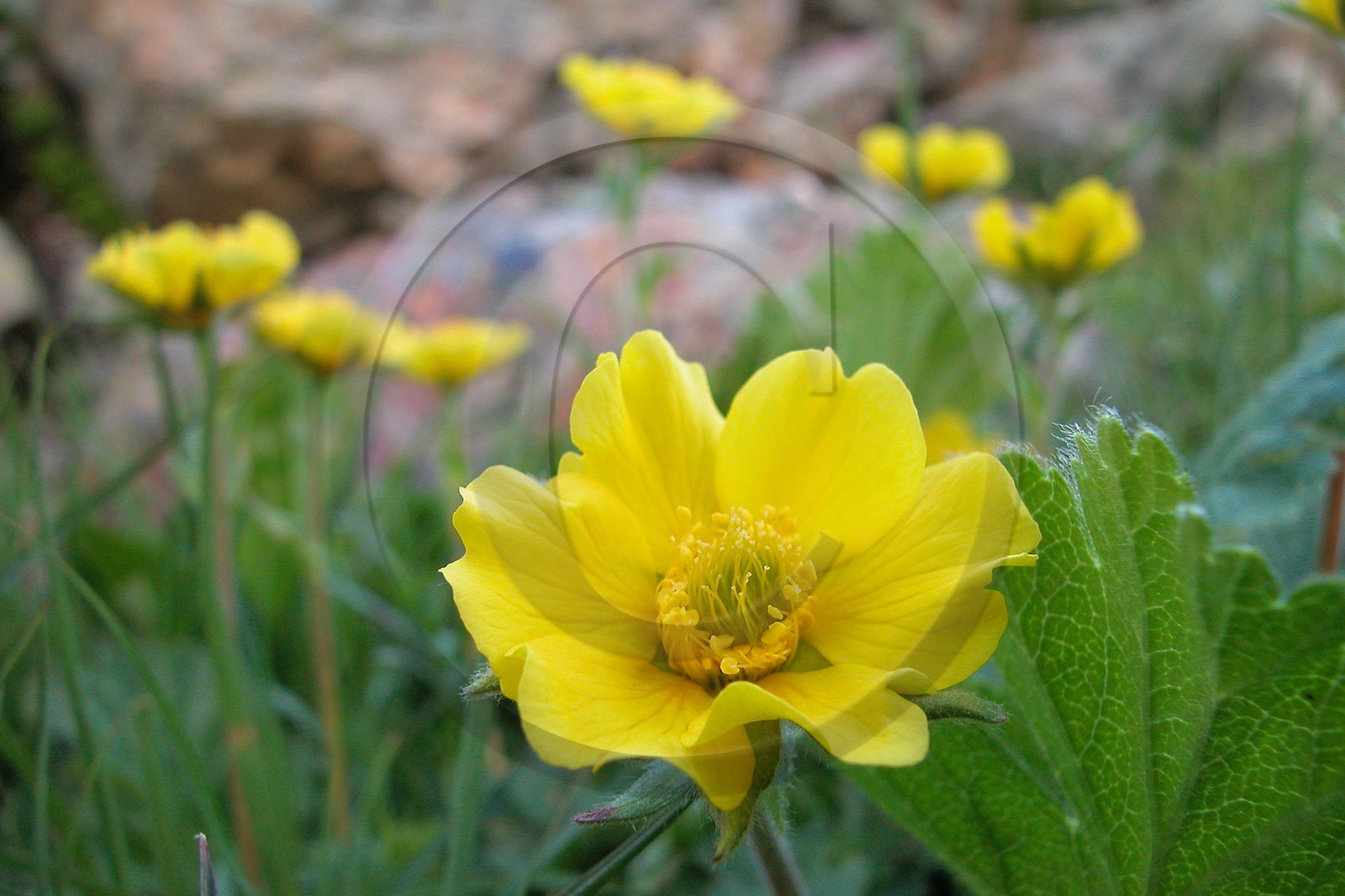 Benoite des montagnes, Geum montanum
