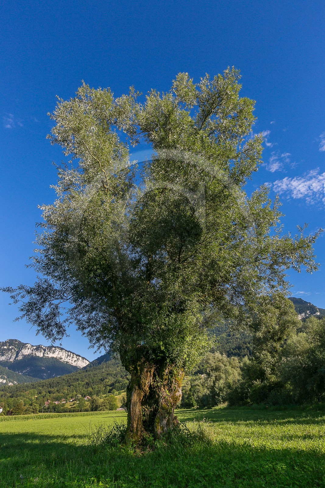 ENS de l'Isère, Tourbières de l'Herretang