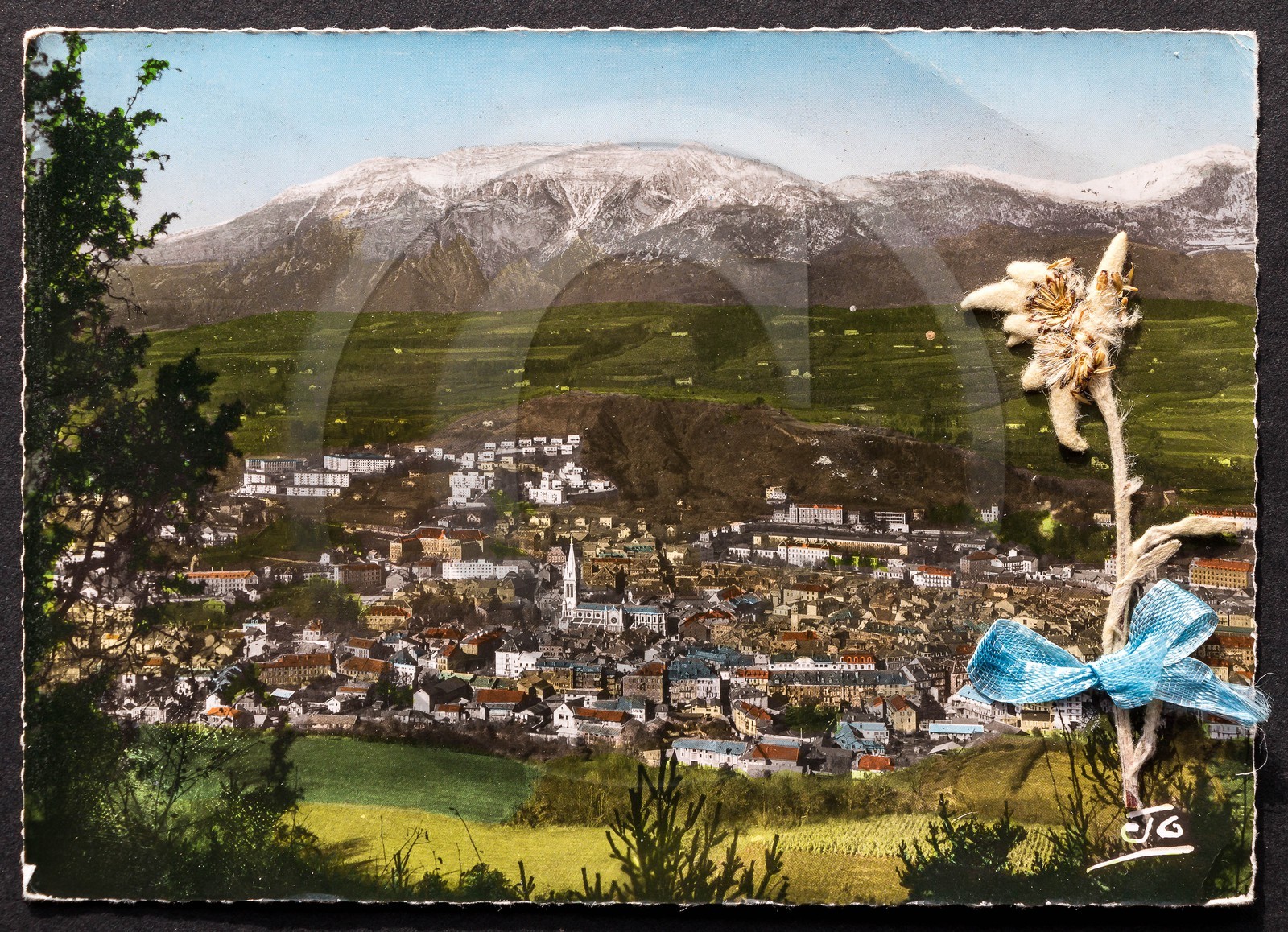 Edelweiss, Leontopodium alpinum