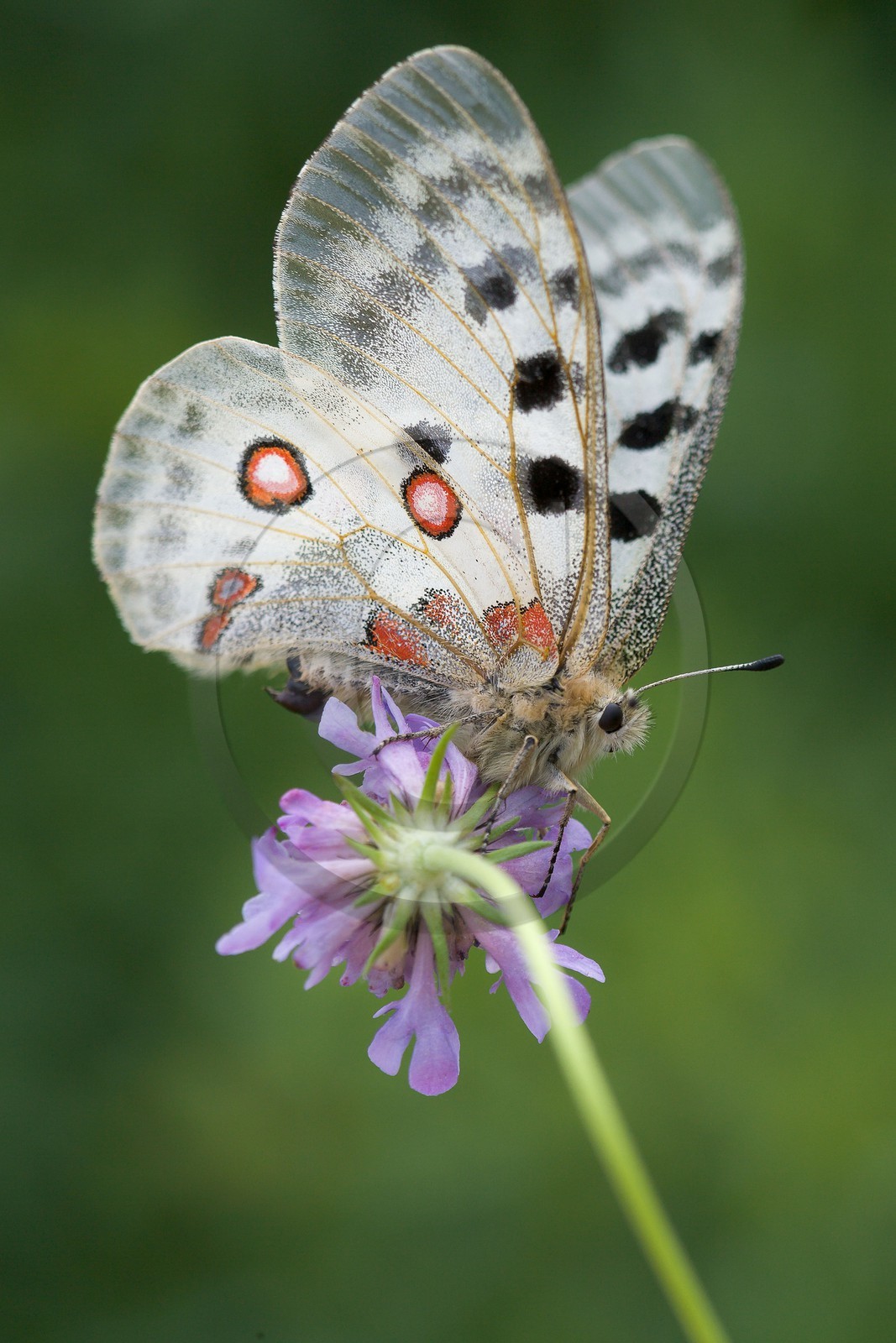 papillon, apollon, parnassius apollo