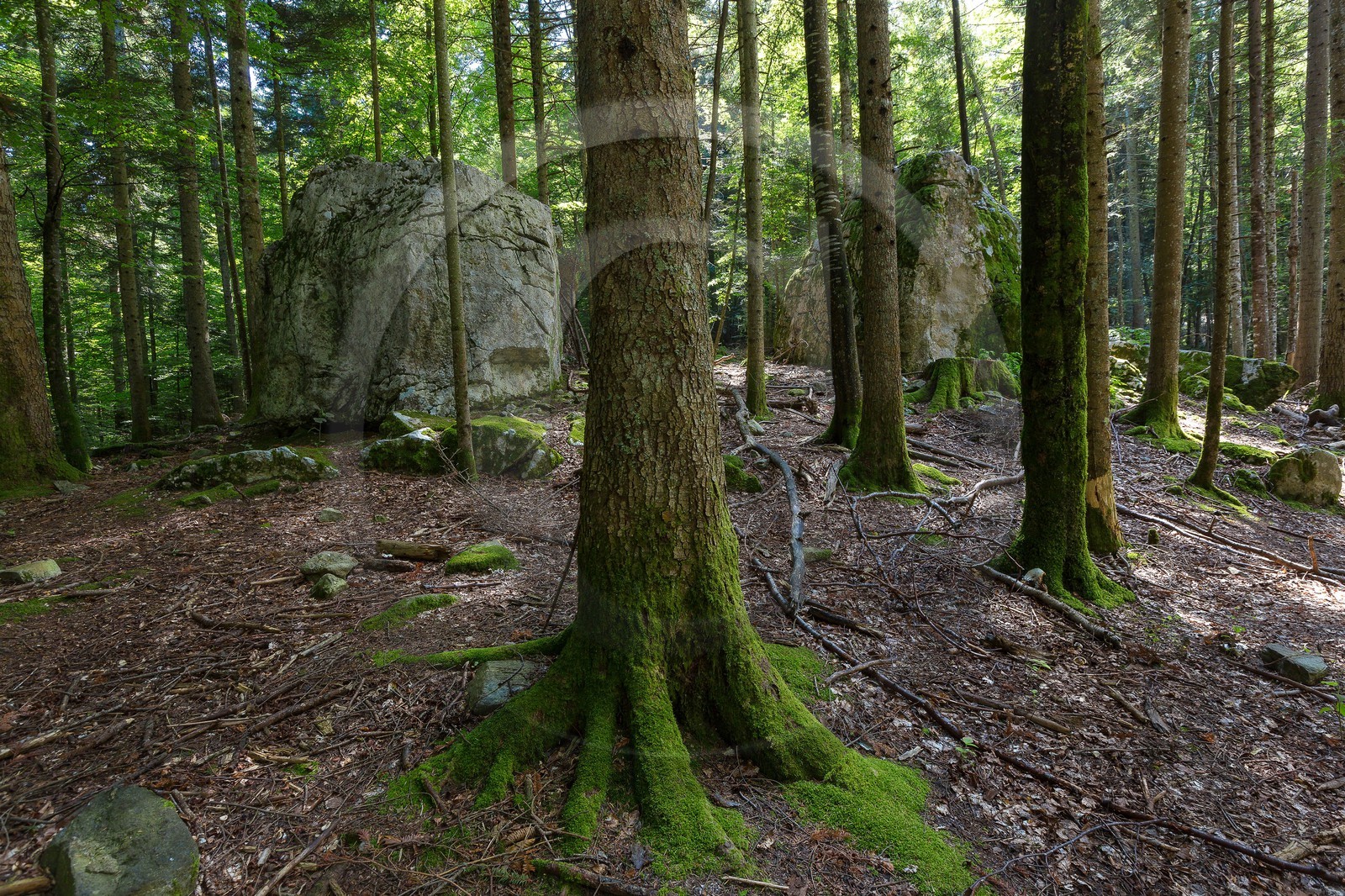 ENS de l'Isère,Tourbières du Peuil