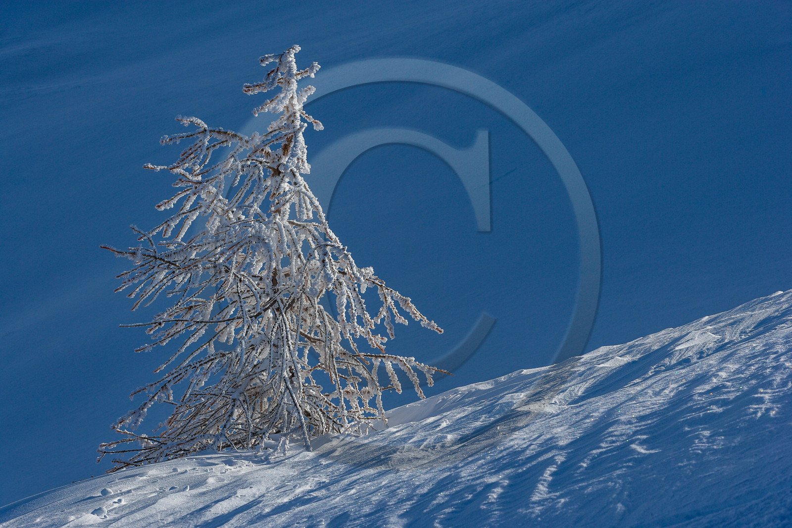 Mélèze d'Europe, Larix decidua
