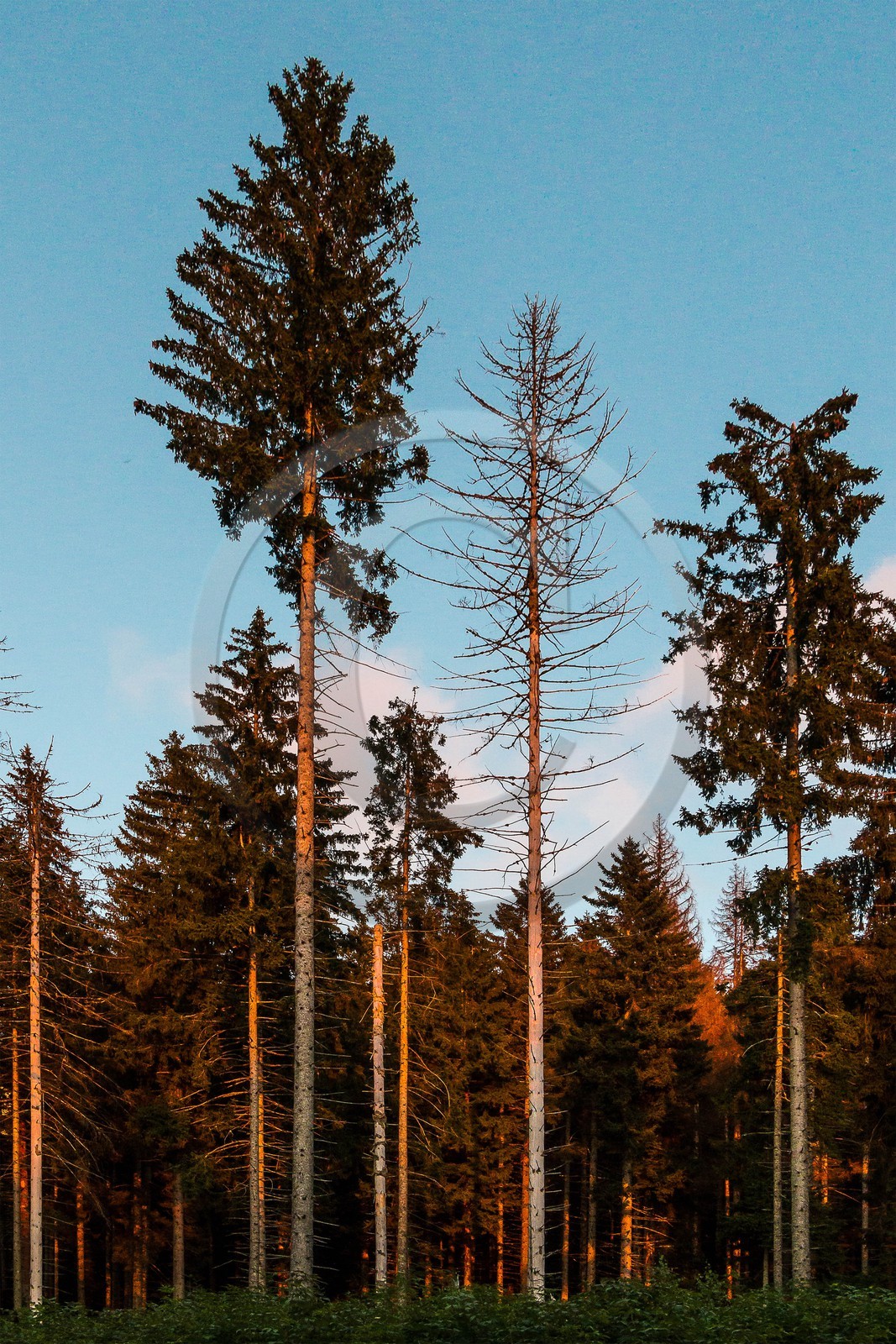 ENS de l'Isère, Les Ecouges