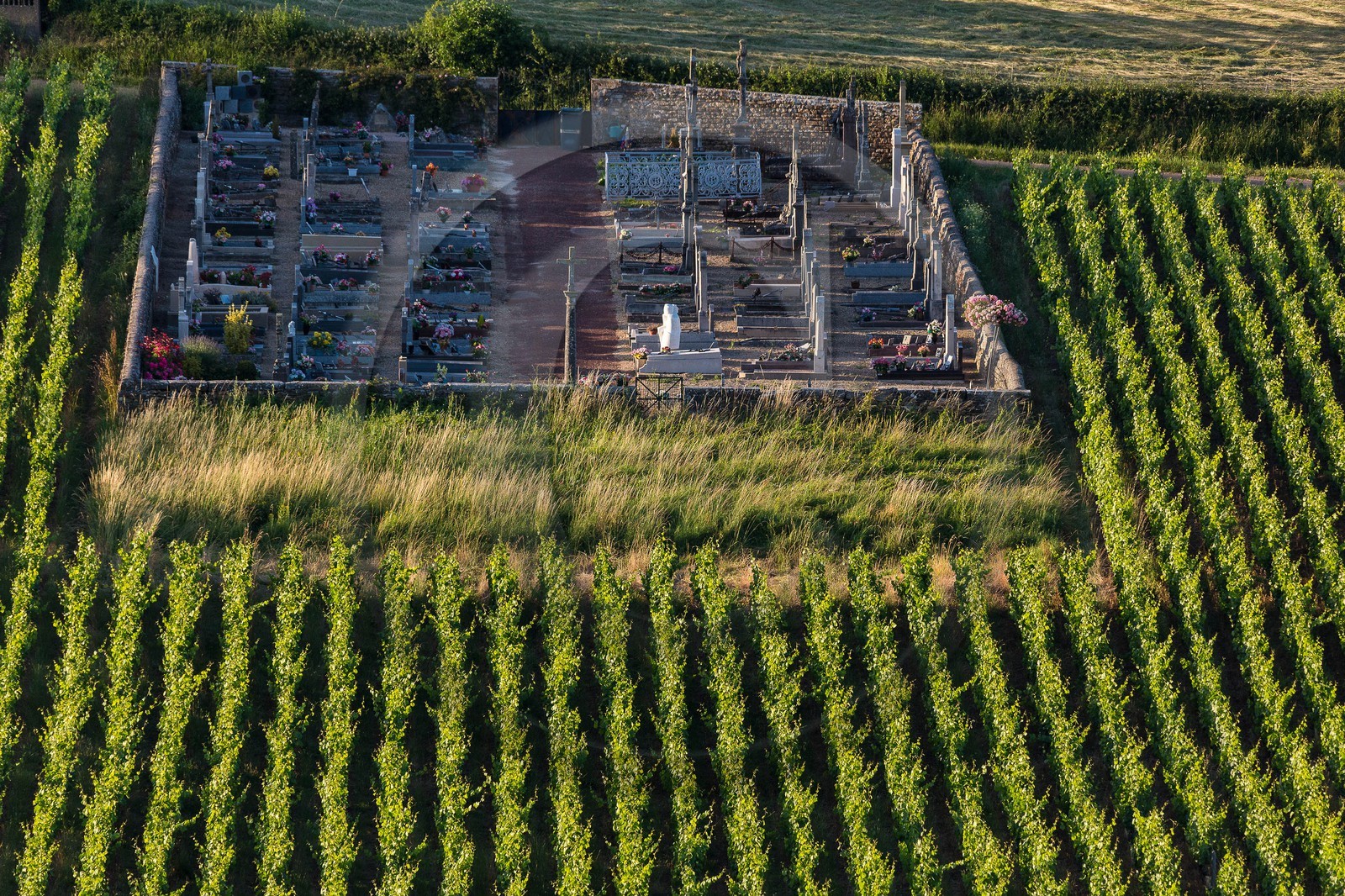 Domaine viticole Michel-Andreotti