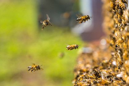 Margaux and Didier Pissard, beekeepers