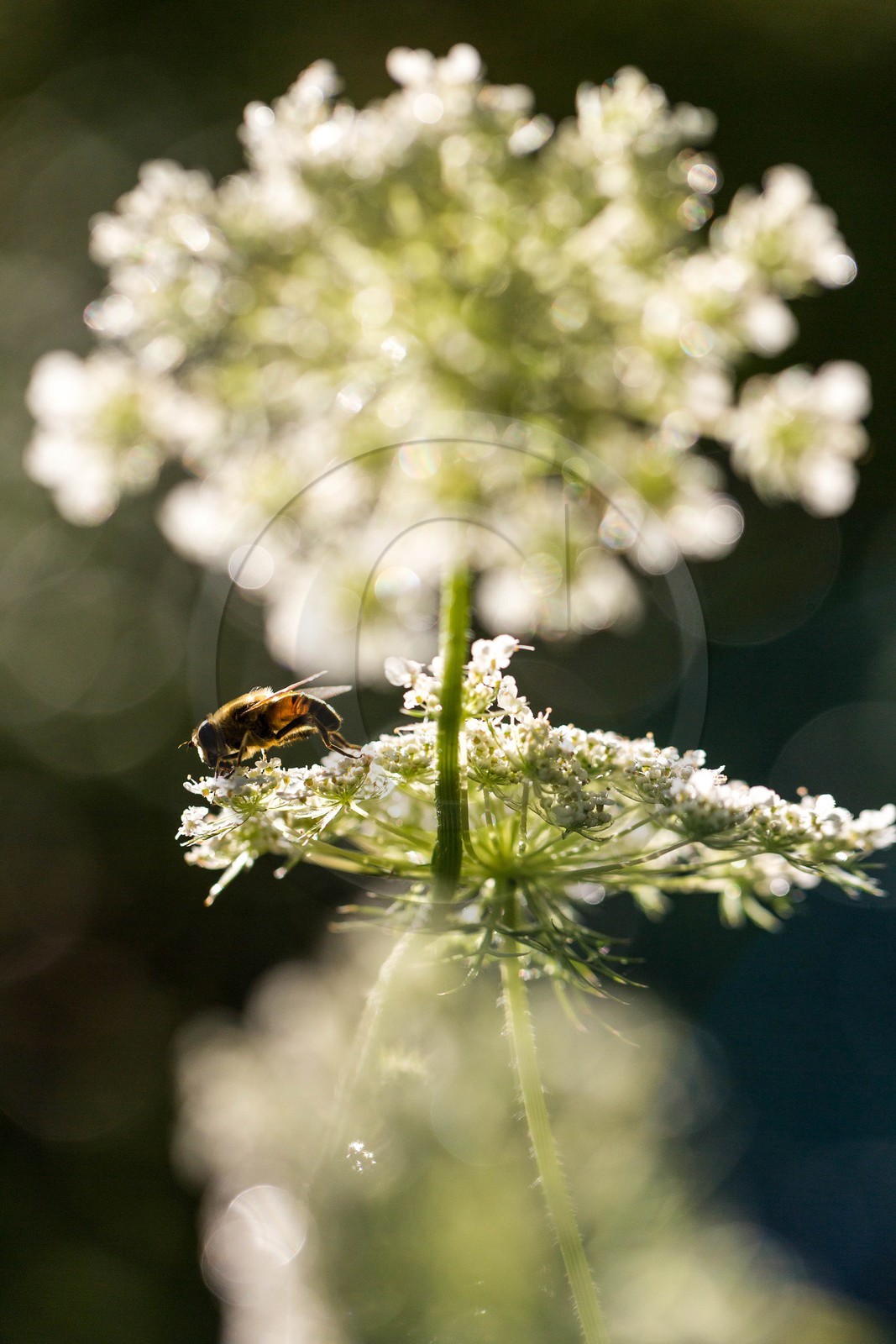 ENS de l'Isère, espace alluvial de la Rolande